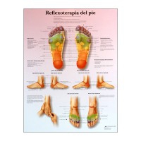 fiche réflexologie plantaire fiche réflexologie plantaire